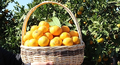 Satsuma mandalinanın ihracat yolculuğu 17 Ekim’de başlıyor